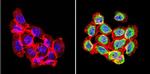 RAC1 Antibody in Immunocytochemistry (ICC/IF)