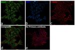 PAX7 Antibody in Immunocytochemistry (ICC/IF)