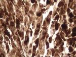 NTHL1 Antibody in Immunohistochemistry (Paraffin) (IHC (P))