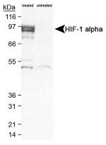 HIF1A Antibody in Western Blot (WB)