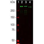 MAP2 Antibody in Western Blot (WB)