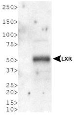 LXR alpha Antibody in Western Blot (WB)
