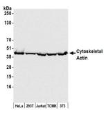 beta Actin Antibody in Western Blot (WB)