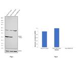 HMGB1 Antibody in Western Blot (WB)