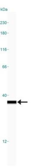 HMGB1 Antibody in Western Blot (WB)