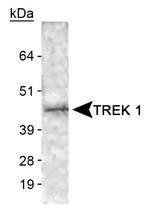 KCNK2 Antibody in Western Blot (WB)