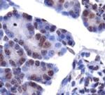 LPIN1 Antibody in Immunohistochemistry (Paraffin) (IHC (P))