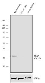 proBDNF Antibody in Western Blot (WB)