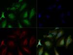 PHD3 Antibody in Immunocytochemistry (ICC/IF)