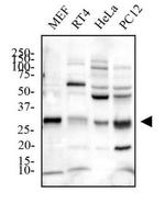 PHD3 Antibody in Western Blot (WB)