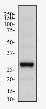 PHD3 Antibody in Western Blot (WB)