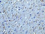 GFR alpha-1 Antibody in Immunohistochemistry (Paraffin) (IHC (P))