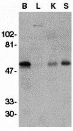 GFR alpha-1 Antibody in Western Blot (WB)