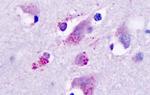 HRH3 Antibody in Immunohistochemistry (Paraffin) (IHC (P))