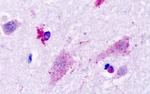 HRH3 Antibody in Immunohistochemistry (Paraffin) (IHC (P))