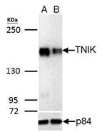 TNIK Antibody