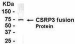 CSRP3 Antibody in Western Blot (WB)