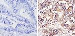 THRA Antibody in Immunohistochemistry (Paraffin) (IHC (P))