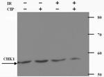 Chk1 Antibody in Western Blot (WB)