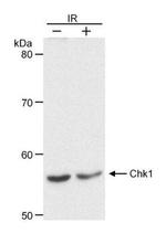 Chk1 Antibody in Western Blot (WB)