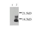 Lymphotactin Antibody in Western Blot (WB)