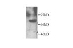 MMP2 Antibody in Western Blot (WB)