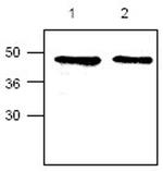 CYR61 Antibody in Western Blot (WB)