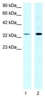 ZONAB Antibody in Western Blot (WB)