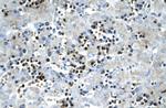 SCD Antibody in Immunohistochemistry (Paraffin) (IHC (P))