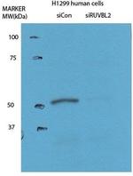 RUVBL2 Antibody in Western Blot (WB)