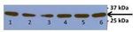 TFAM Antibody in Western Blot (WB)