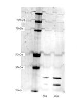 TFAM Antibody in Western Blot (WB)