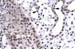 BARHL2 Antibody in Immunohistochemistry (Paraffin) (IHC (P))