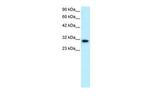 DBP Antibody in Western Blot (WB)