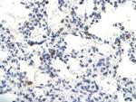 SNW1 Antibody in Immunohistochemistry (Paraffin) (IHC (P))