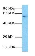 IRF8 Antibody in Western Blot (WB)