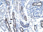 TAF7 Antibody in Immunohistochemistry (Paraffin) (IHC (P))