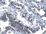 TAF7 Antibody in Immunohistochemistry (Paraffin) (IHC (P))