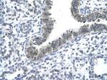 CCRN4L Antibody in Immunohistochemistry (Paraffin) (IHC (P))