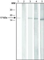 H3K9acS10ph Antibody in Western Blot (WB)