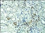 H3K9acS10ph Antibody in Immunohistochemistry (Paraffin) (IHC (P))