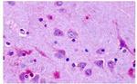 OR6N1 Antibody in Immunohistochemistry (Paraffin) (IHC (P))