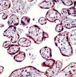 Caspase 1 Antibody in Immunohistochemistry (IHC)