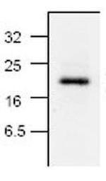 Caspase 7 Antibody in Western Blot (WB)