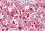 HEC1 Antibody in Immunohistochemistry (Paraffin) (IHC (P))