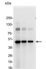 AU1 Tag Antibody in Western Blot (WB)