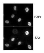 SA2 Antibody in Immunocytochemistry (ICC/IF)