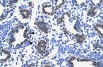 RPS16 Antibody in Immunohistochemistry (Paraffin) (IHC (P))