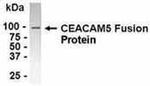 CEA Antibody in Western Blot (WB)