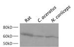 Mouse IgG (H+L) Secondary Antibody in Western Blot (WB)